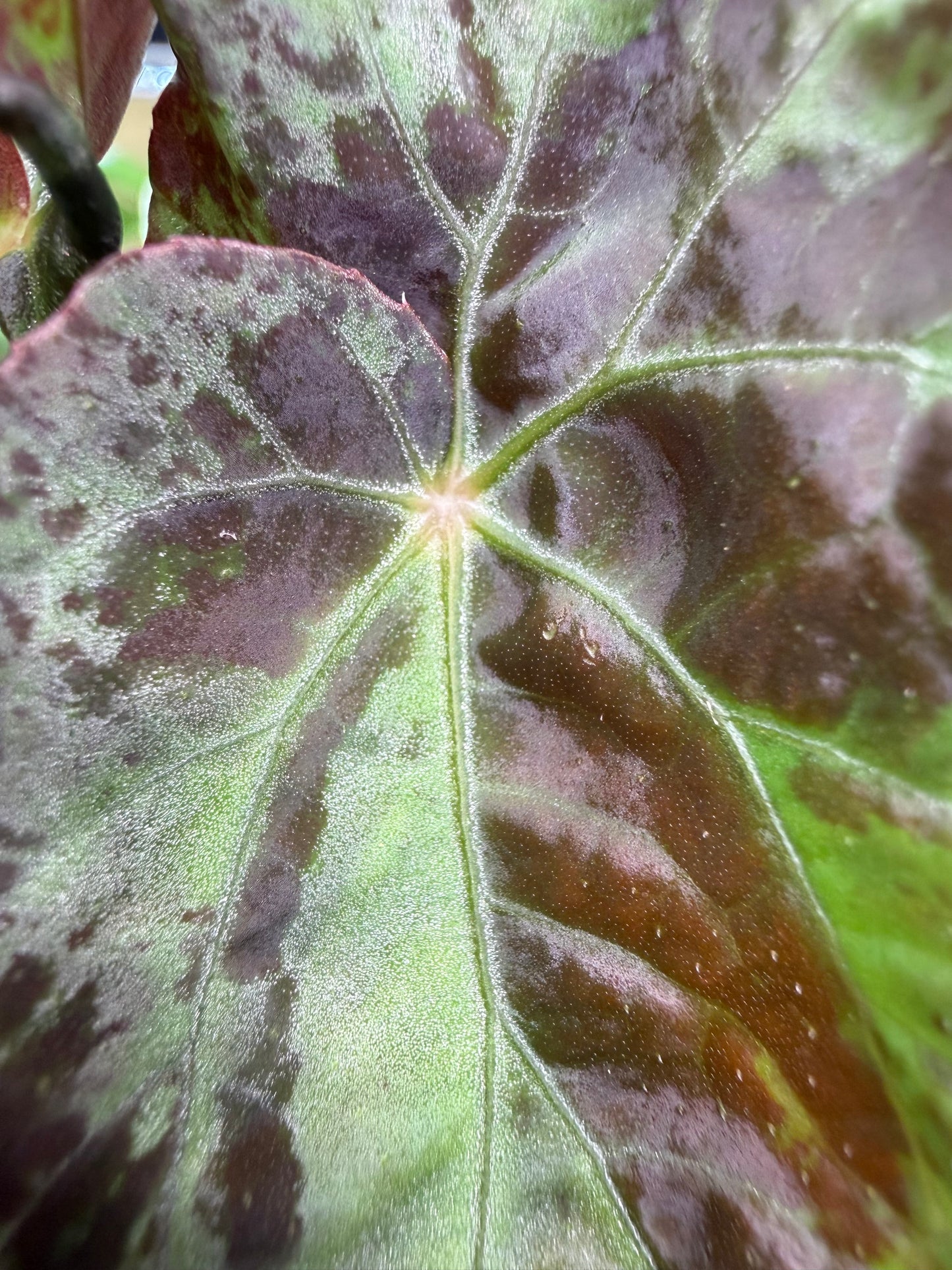 Begonia Burkillii