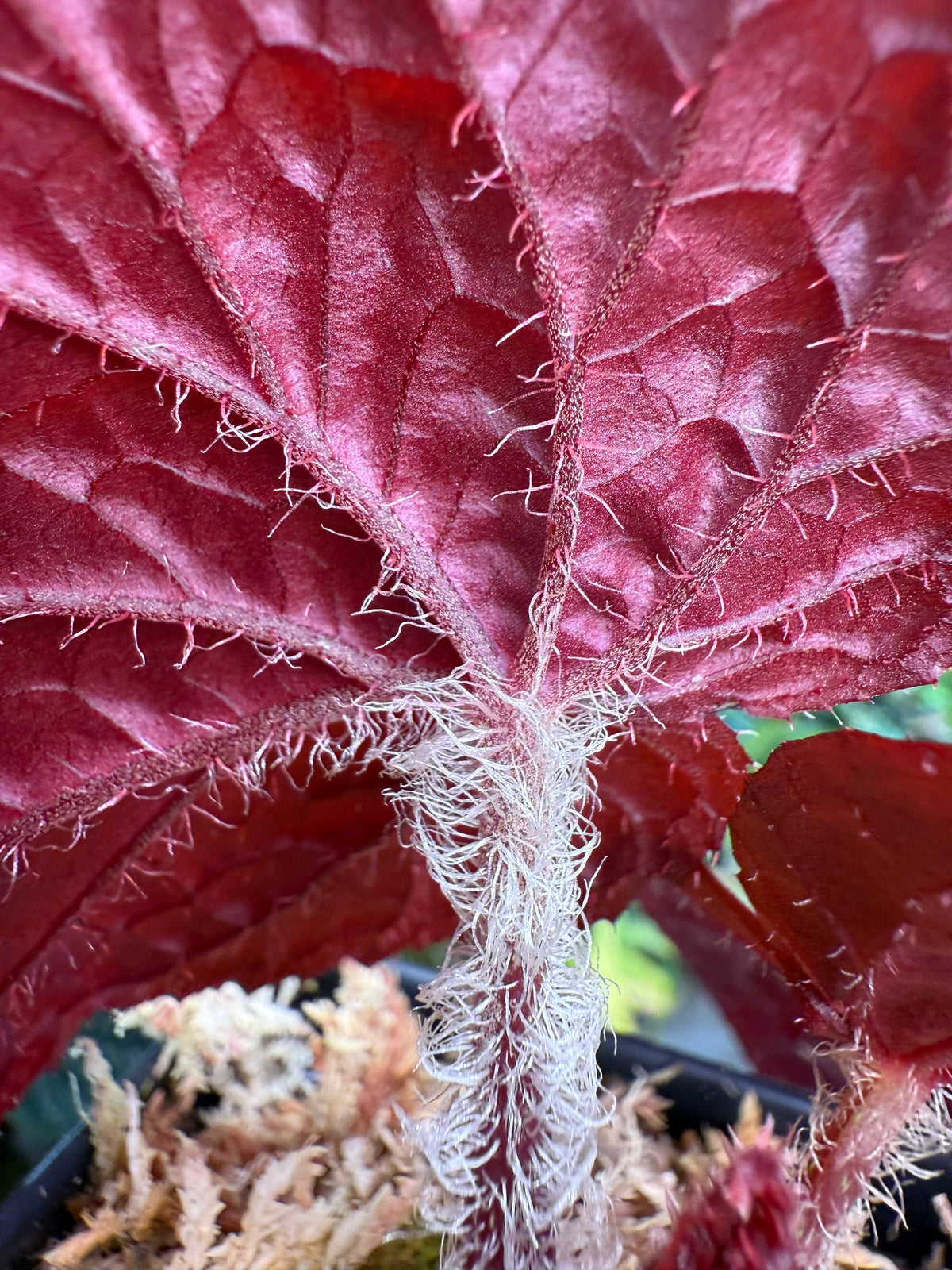 Begonia U508