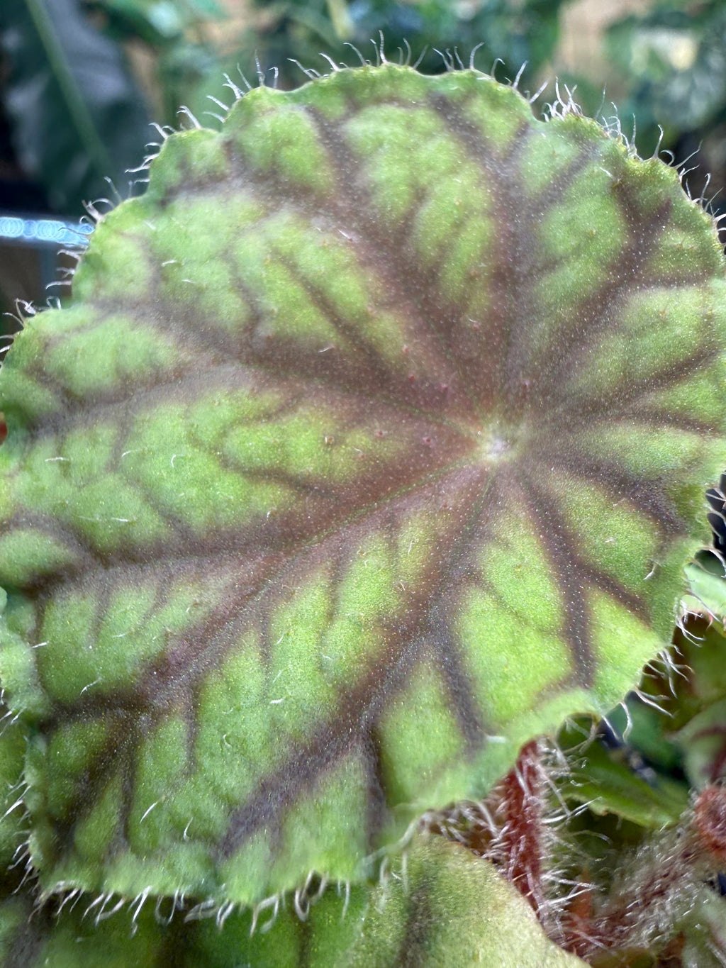 Begonia quadrialata ssp. nimbaensis
