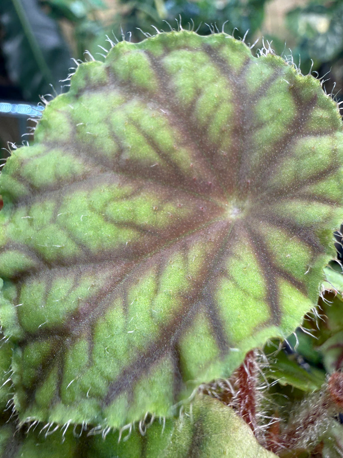 Begonia quadrialata ssp. nimbaensis