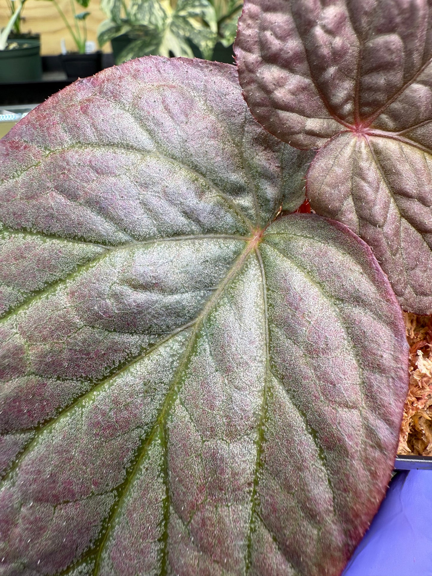 Begonia U508