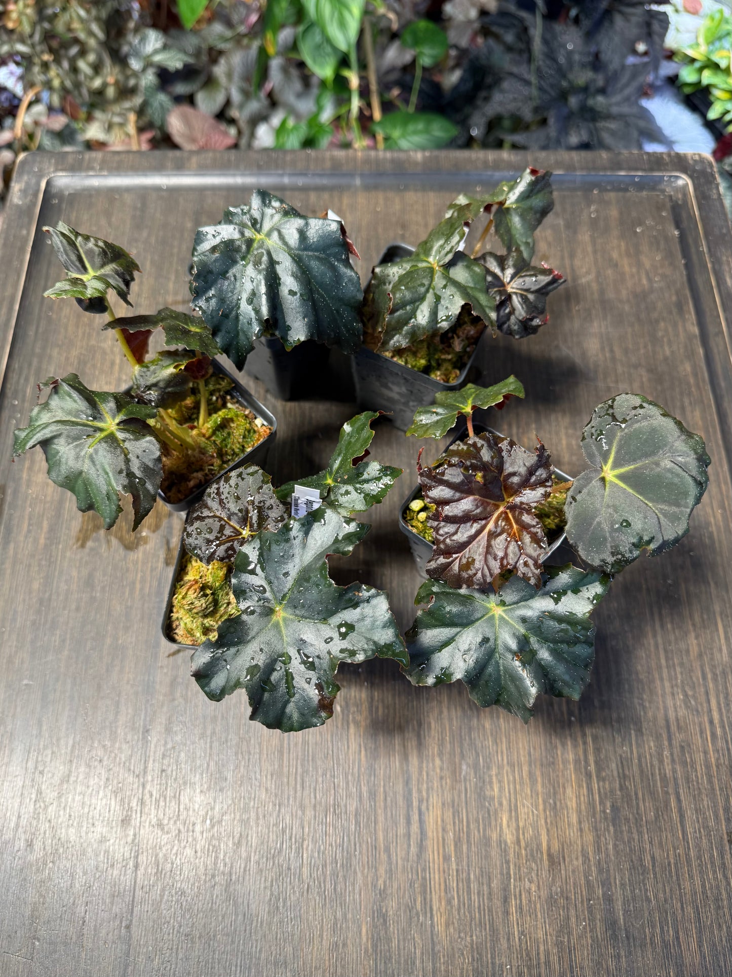 Begonia 'Chocolate Martini'