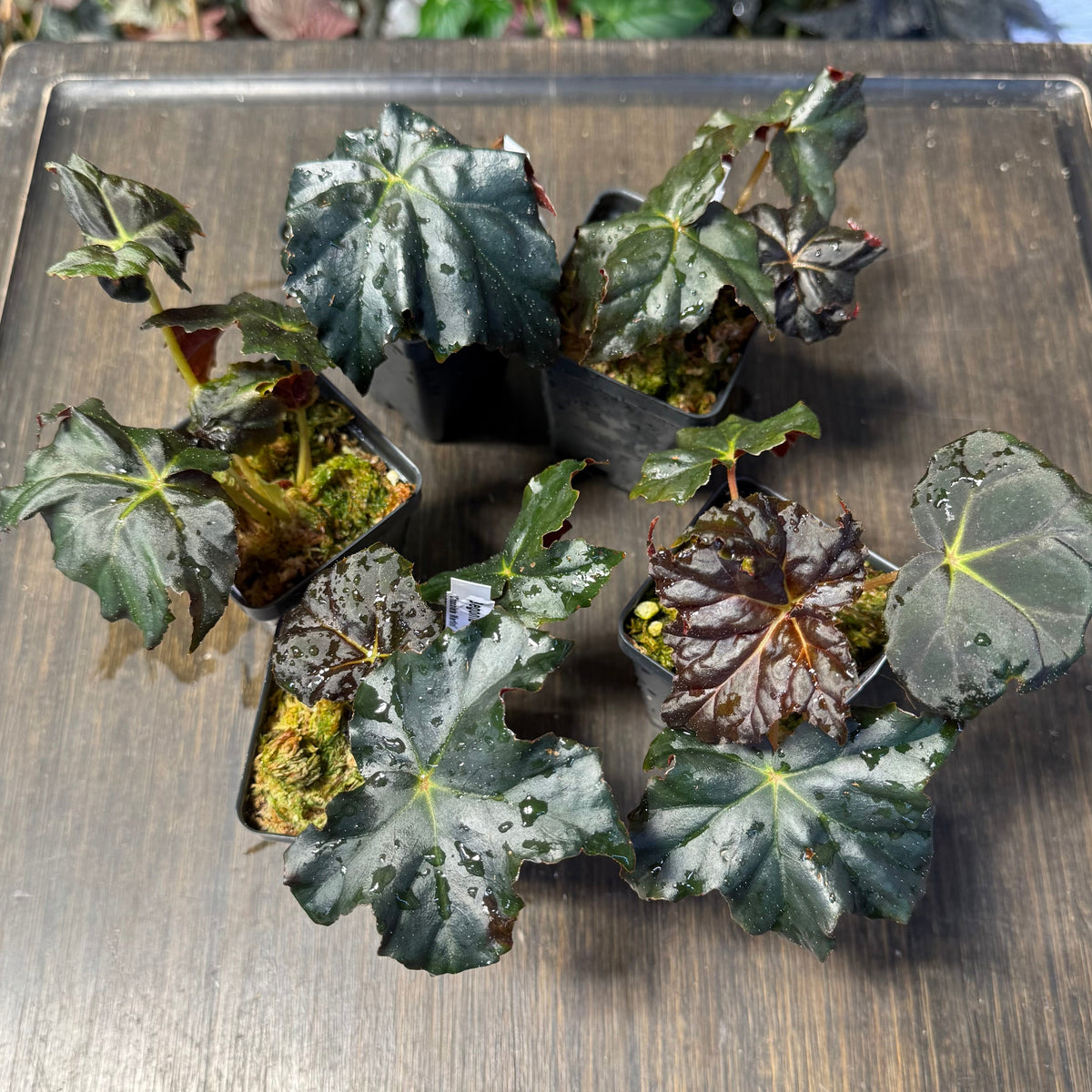 Begonia Chocolate Martini