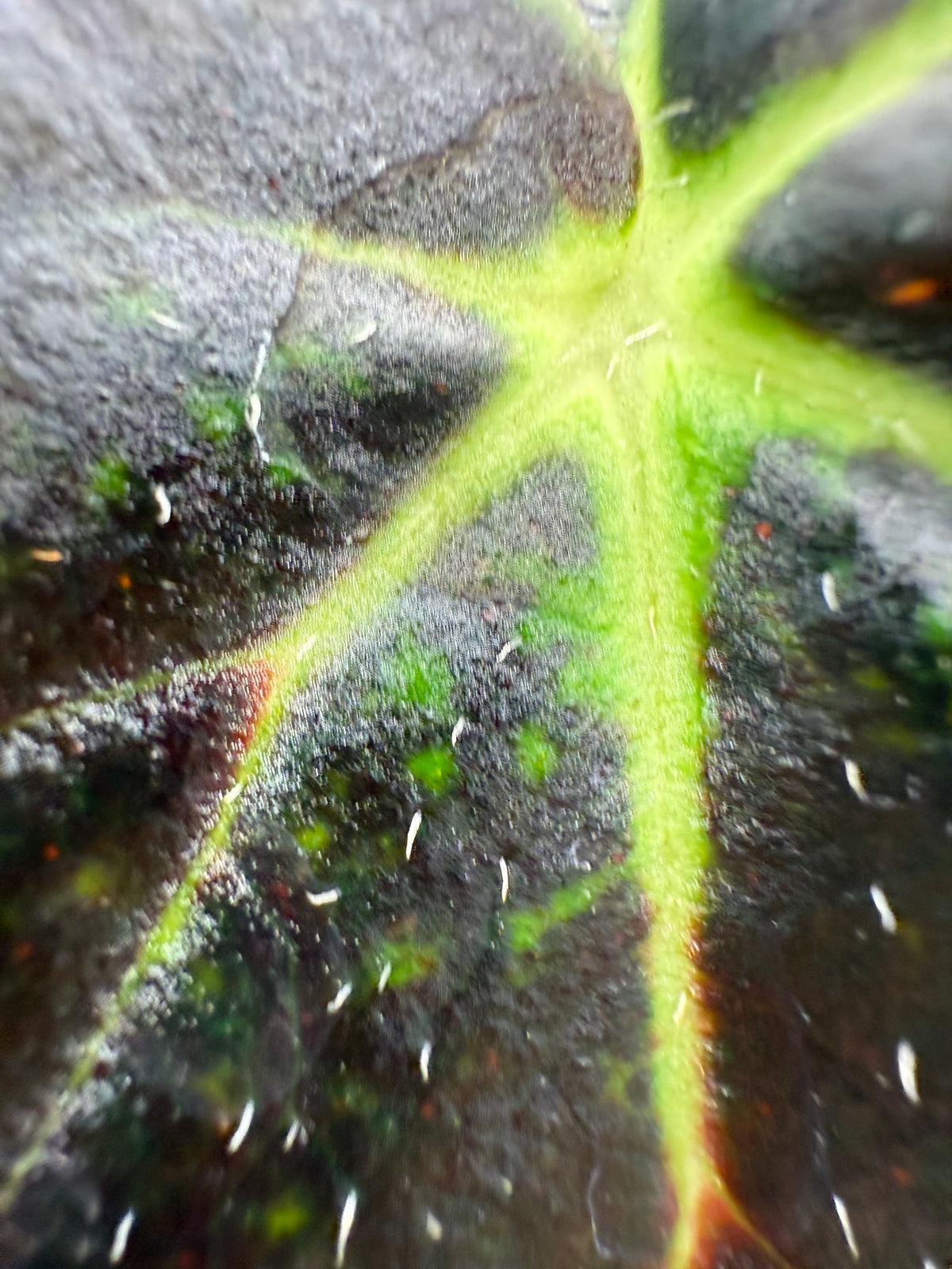 Begonia Aces High