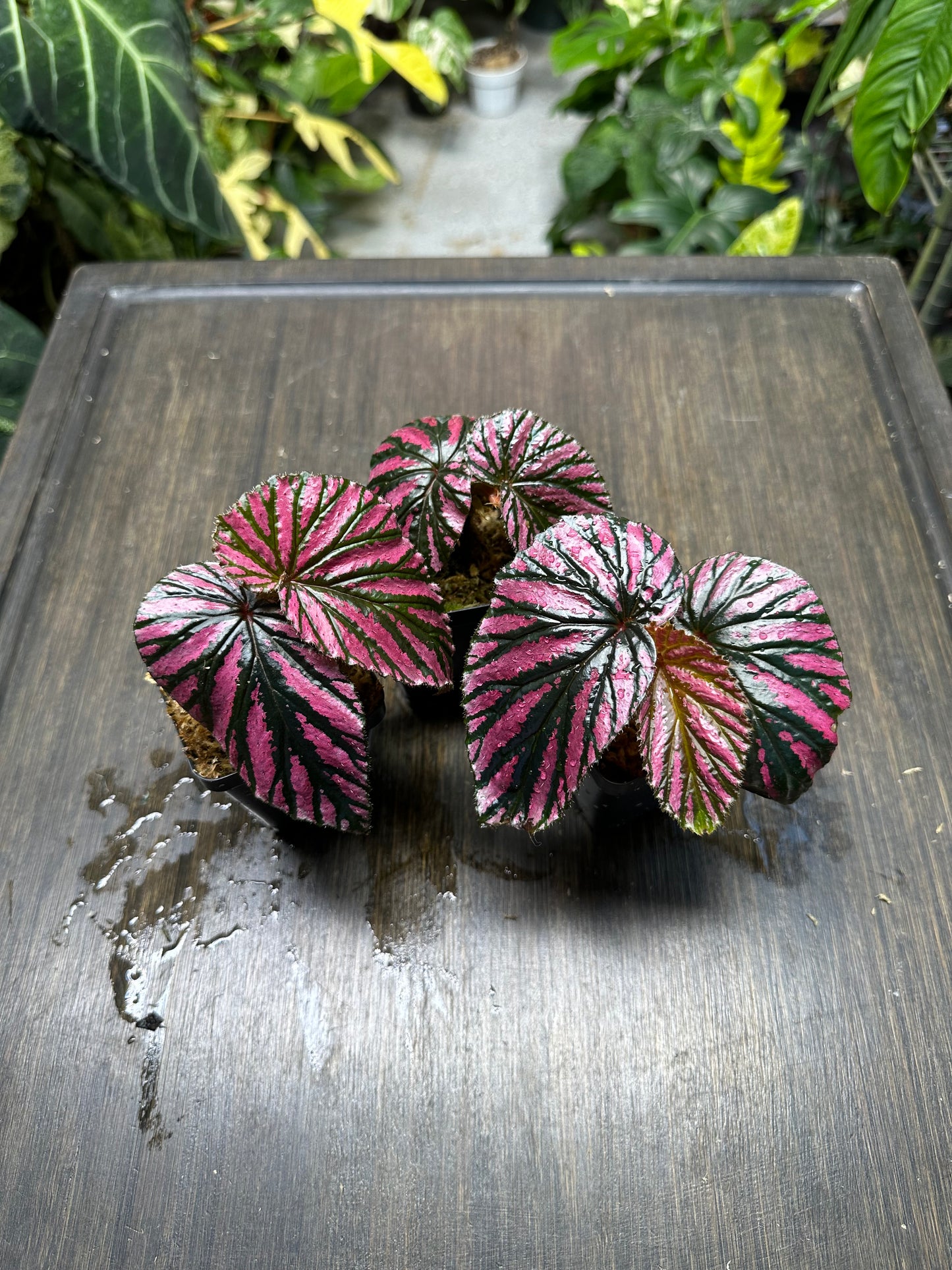 Begonia Brevirmosa