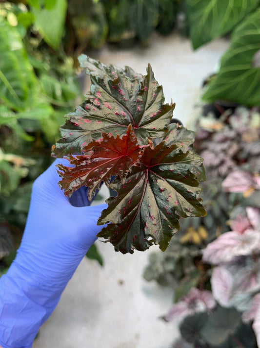 Begonia Serratipetala
