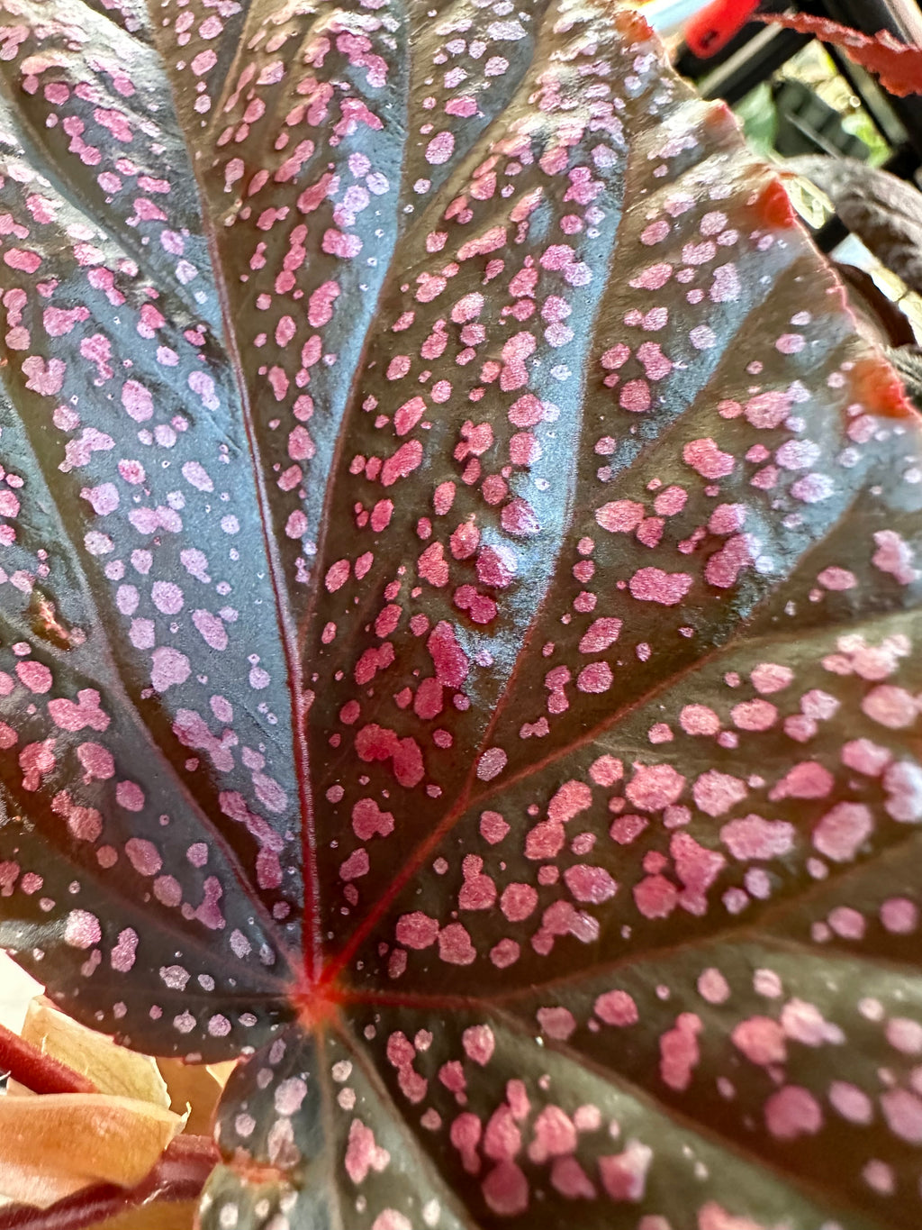 Begonia Benigo