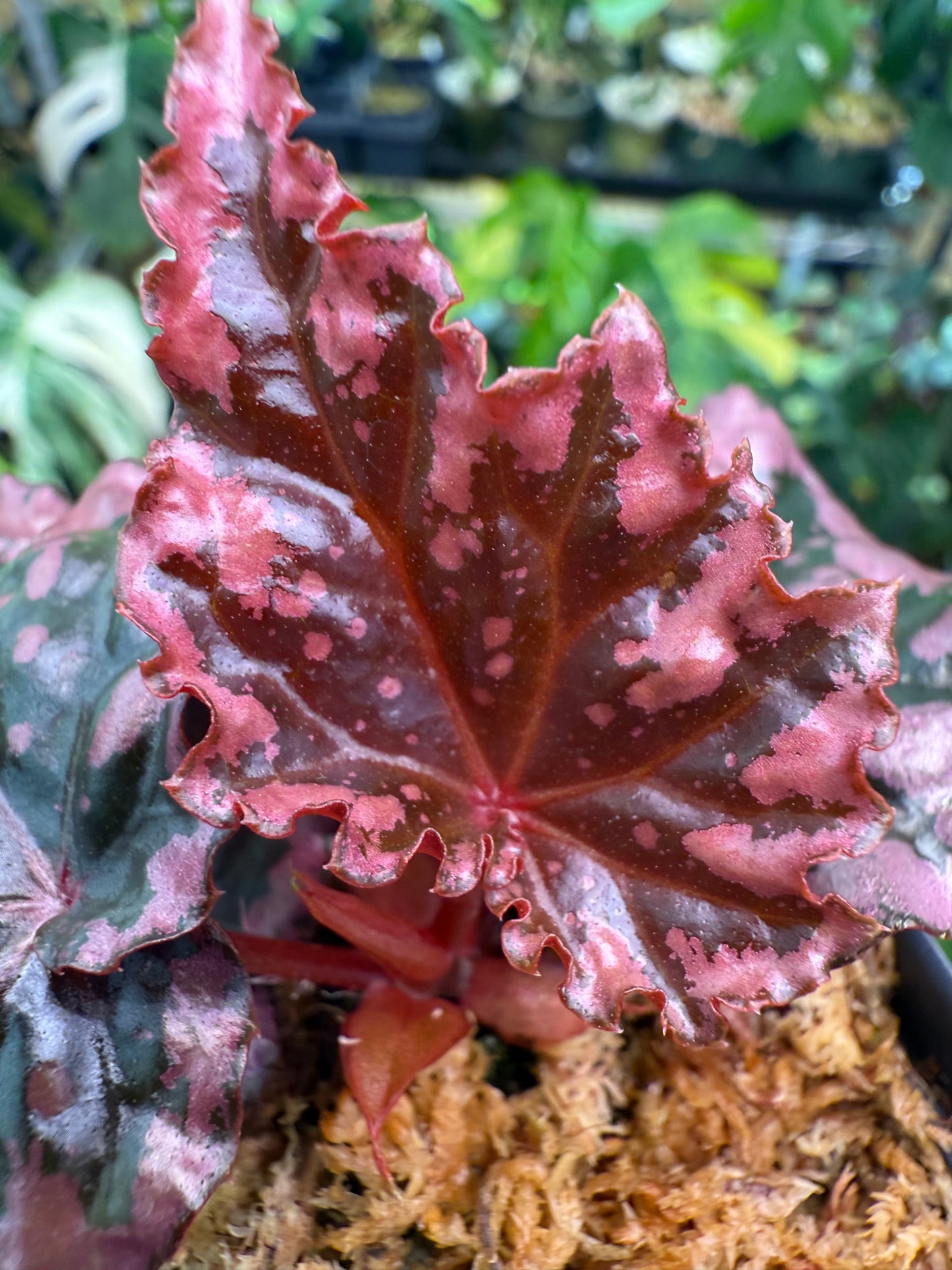 Begonia amphioxus x ignita