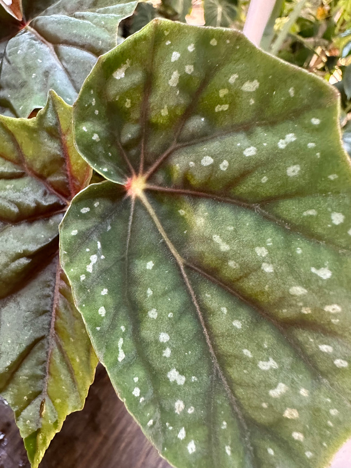 Begonia Lubbergei