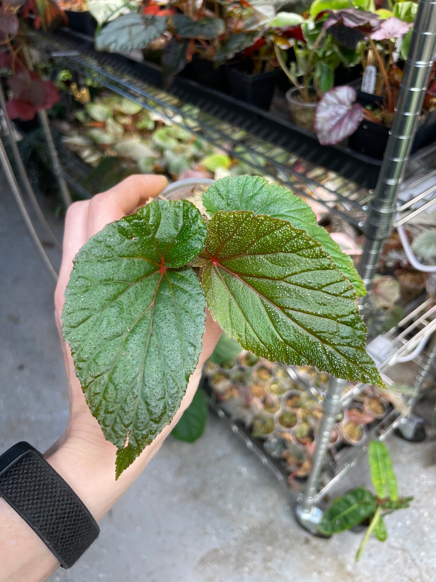 Begonia Serenity