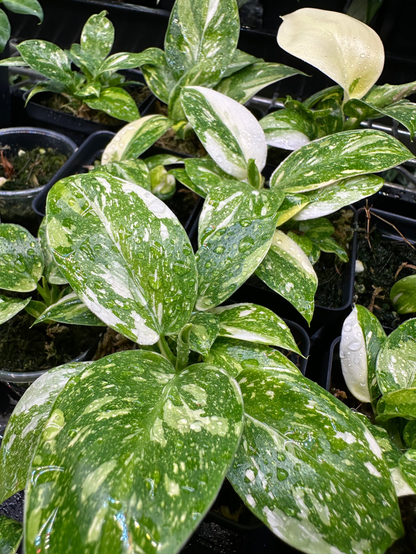 Philodendron 'Green Congo Nuclear Variegated'