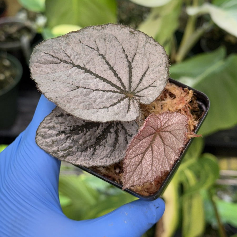 Begonia Rice Paper