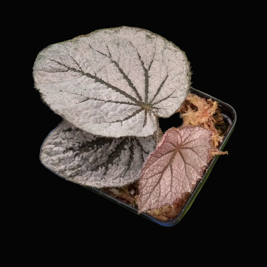 Begonia Rice Paper