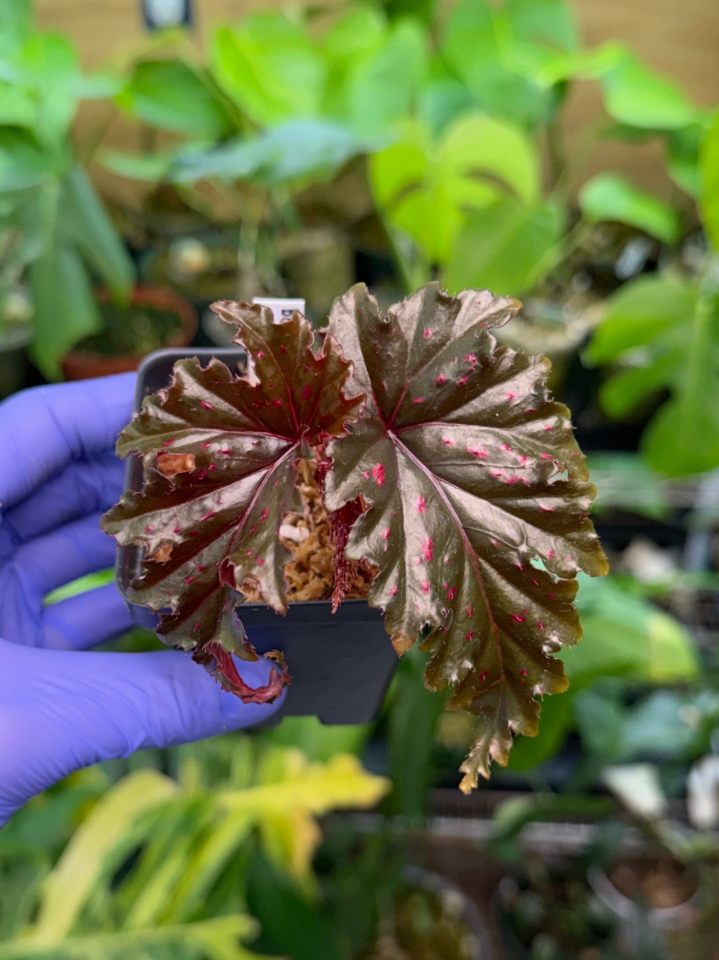 Begonia Serratipetala