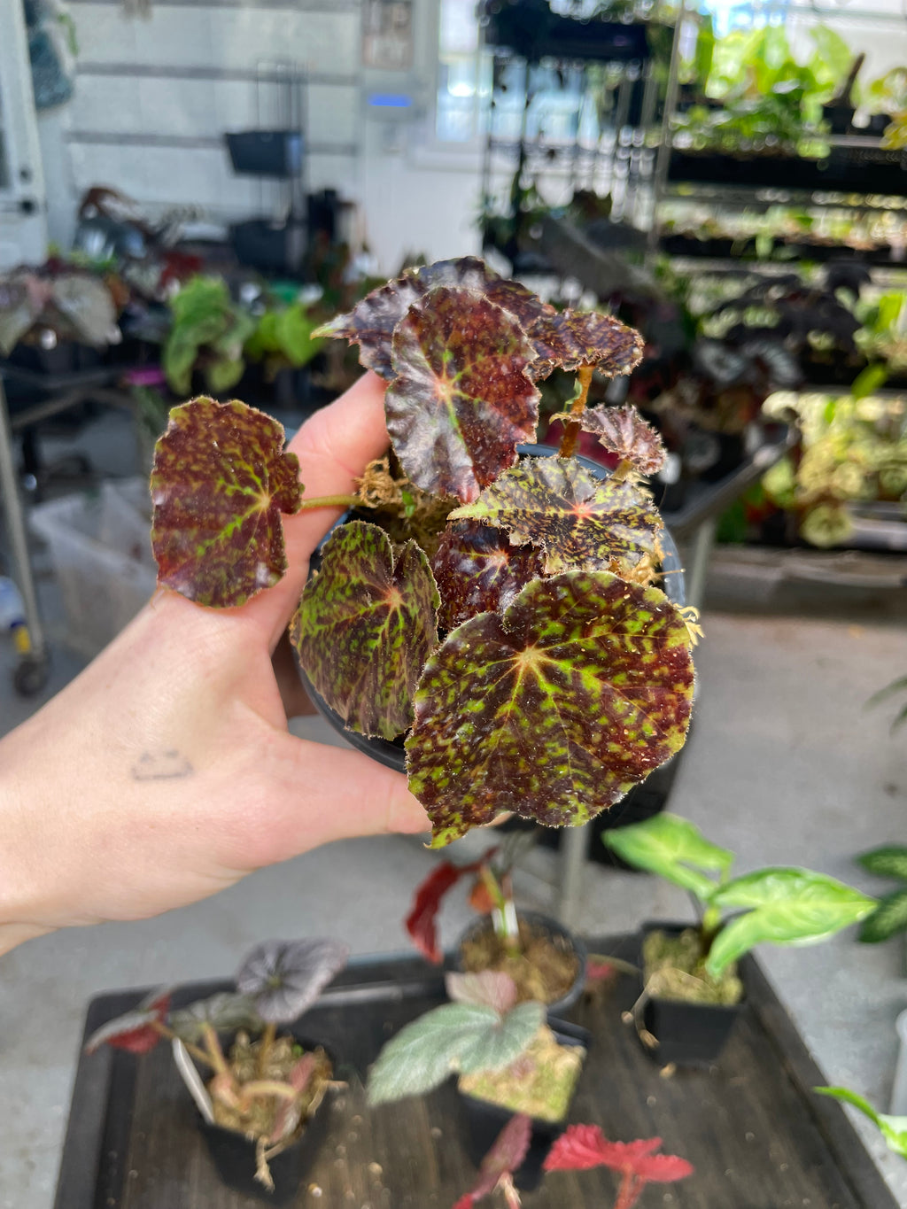 Begonia Red Planet
