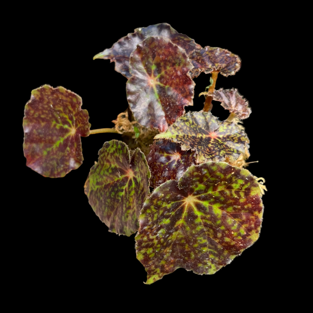 Begonia Red Planet begonia plant in pot