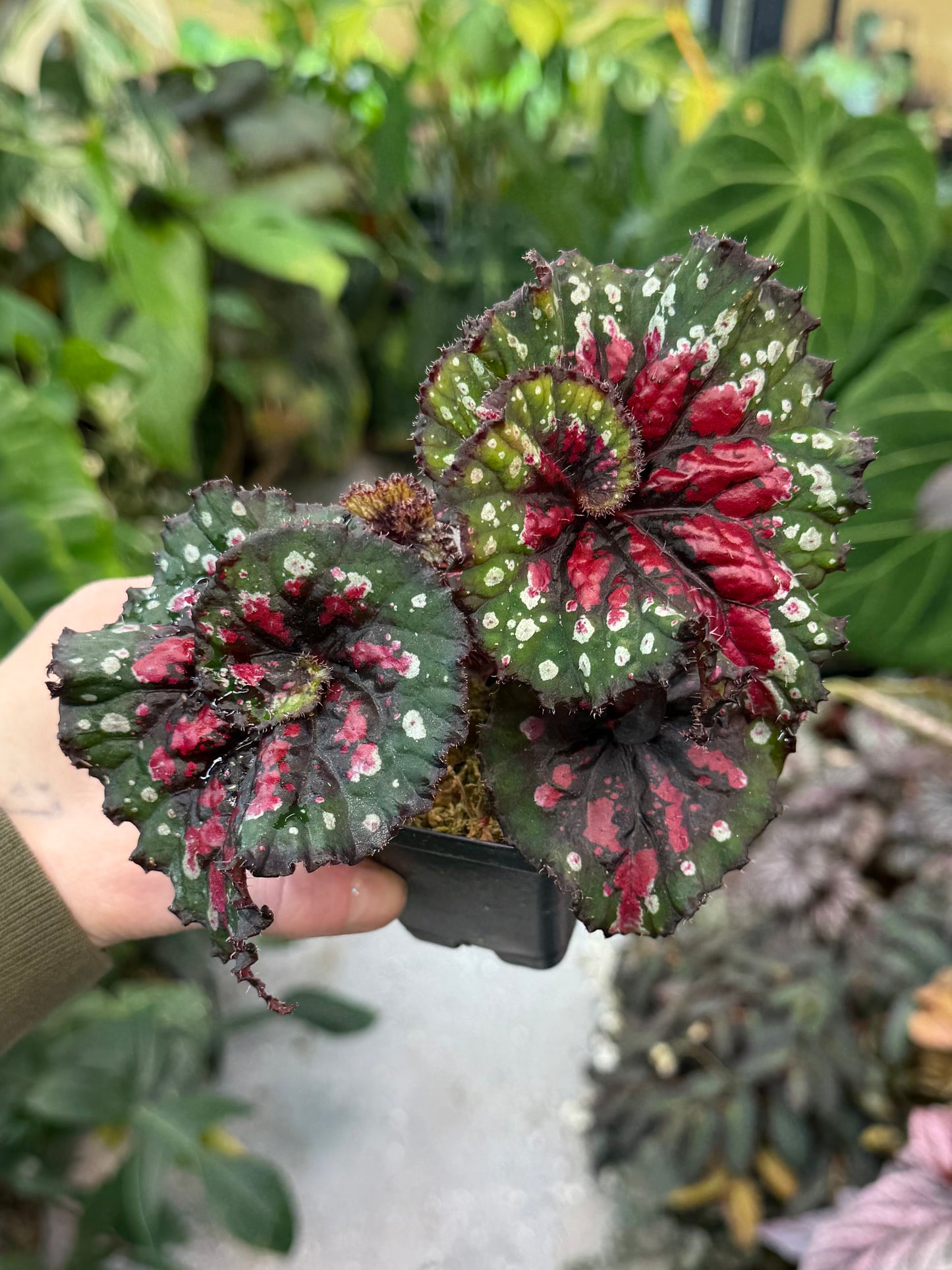 Begonia Macarena