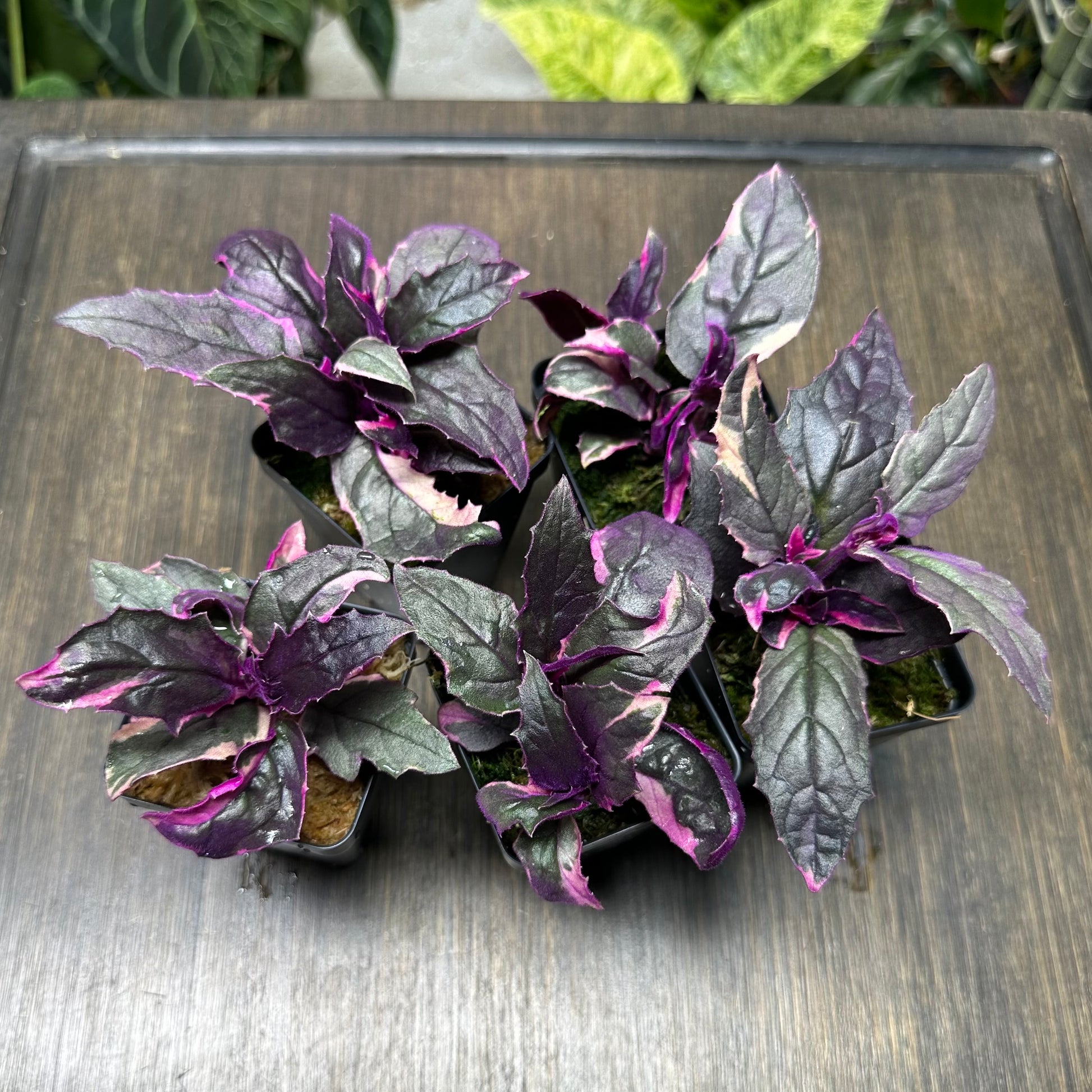 purple passion indoor plant Variegated Purple Passion Plant