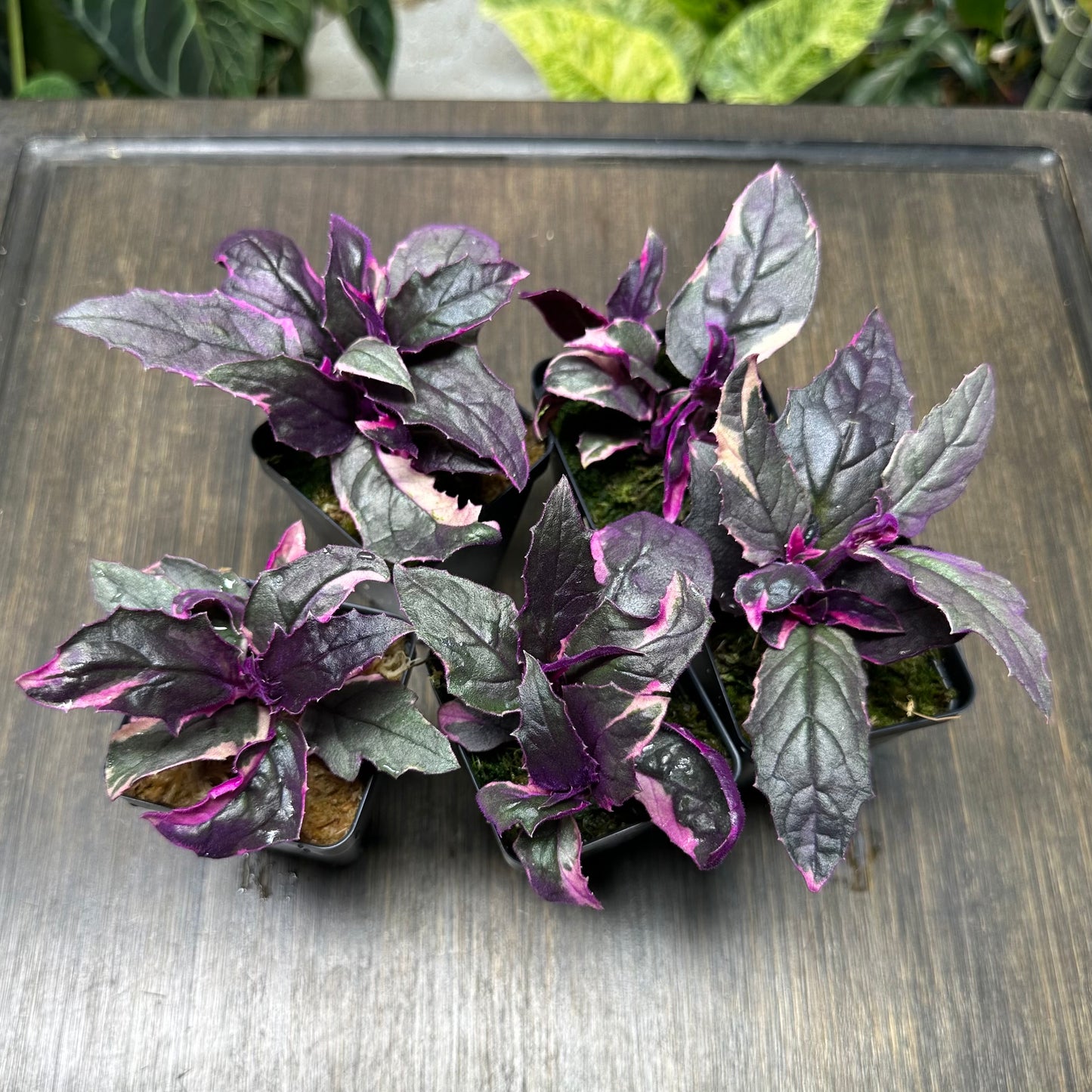 Variegated Purple Passion Plant | Gynura Aurantiaca