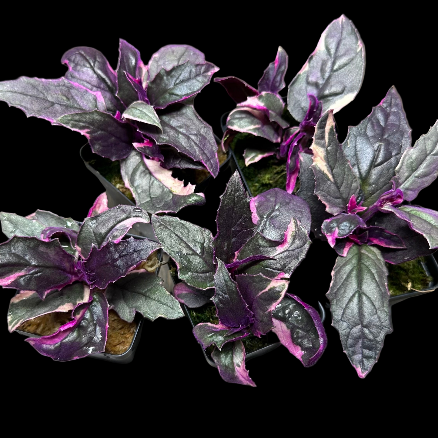purple house plant fuzzy leaves Variegated Purple Passion Plant