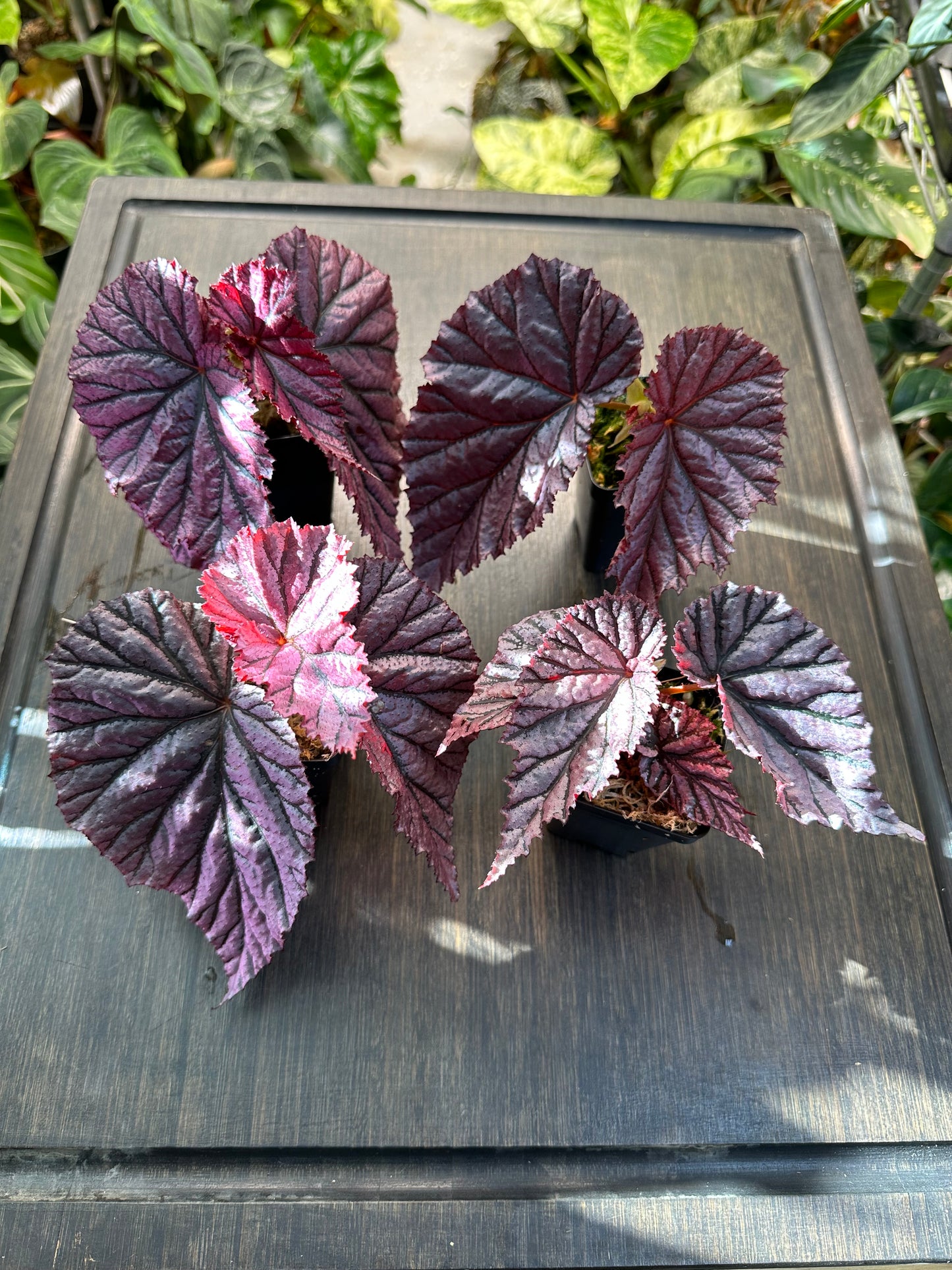 Begonia Gypsy Rose