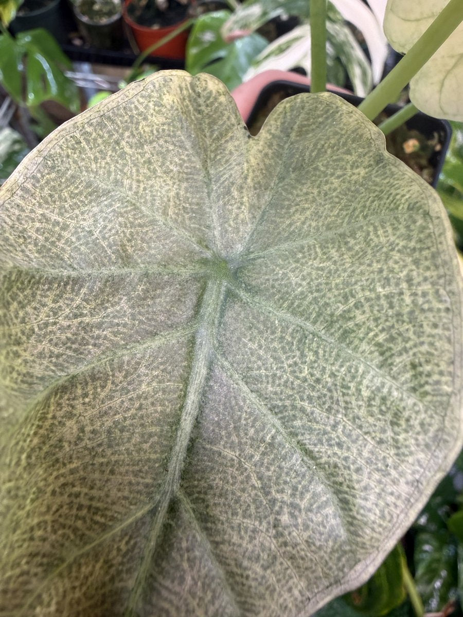 Alocasia 'Purple Haze' (Regal Shield Mint)