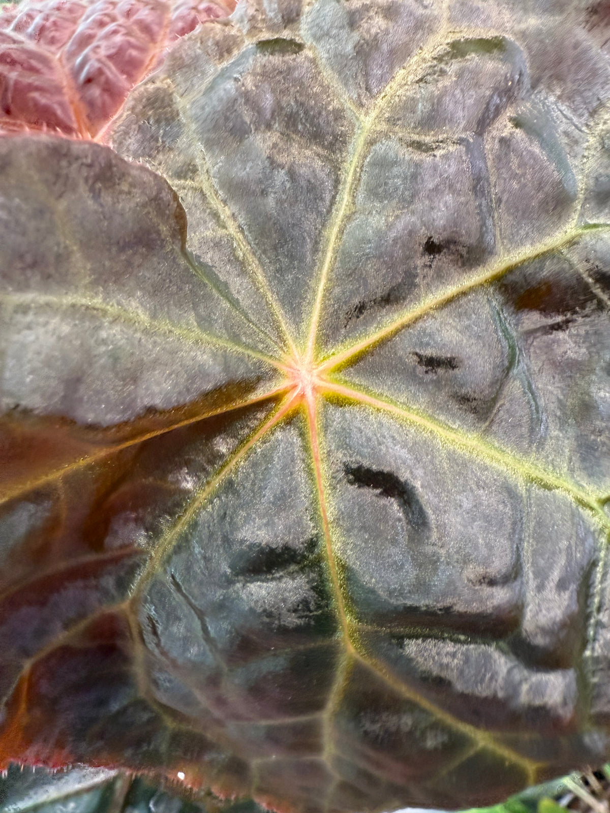 Begonia Mumtaz