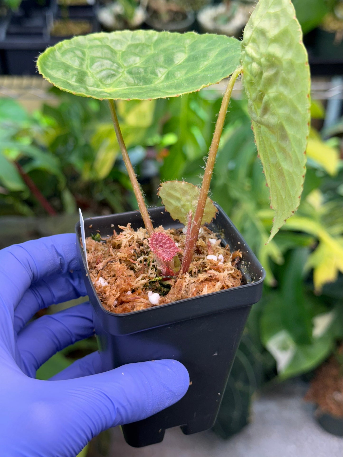 Begonia Natunaensis