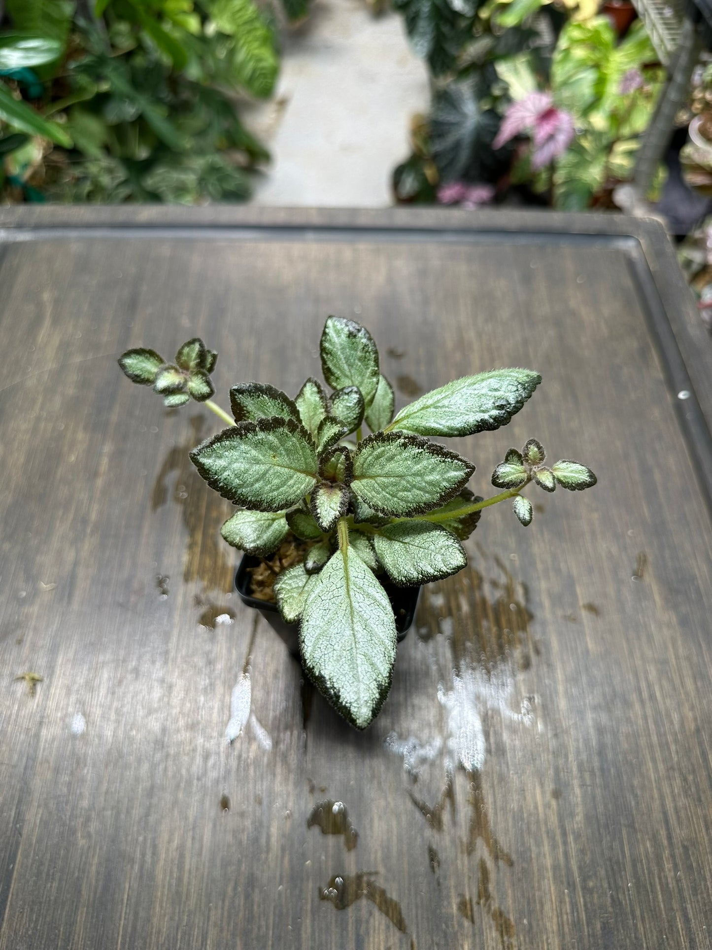 Episcia 'Silver Skies' Houseplant