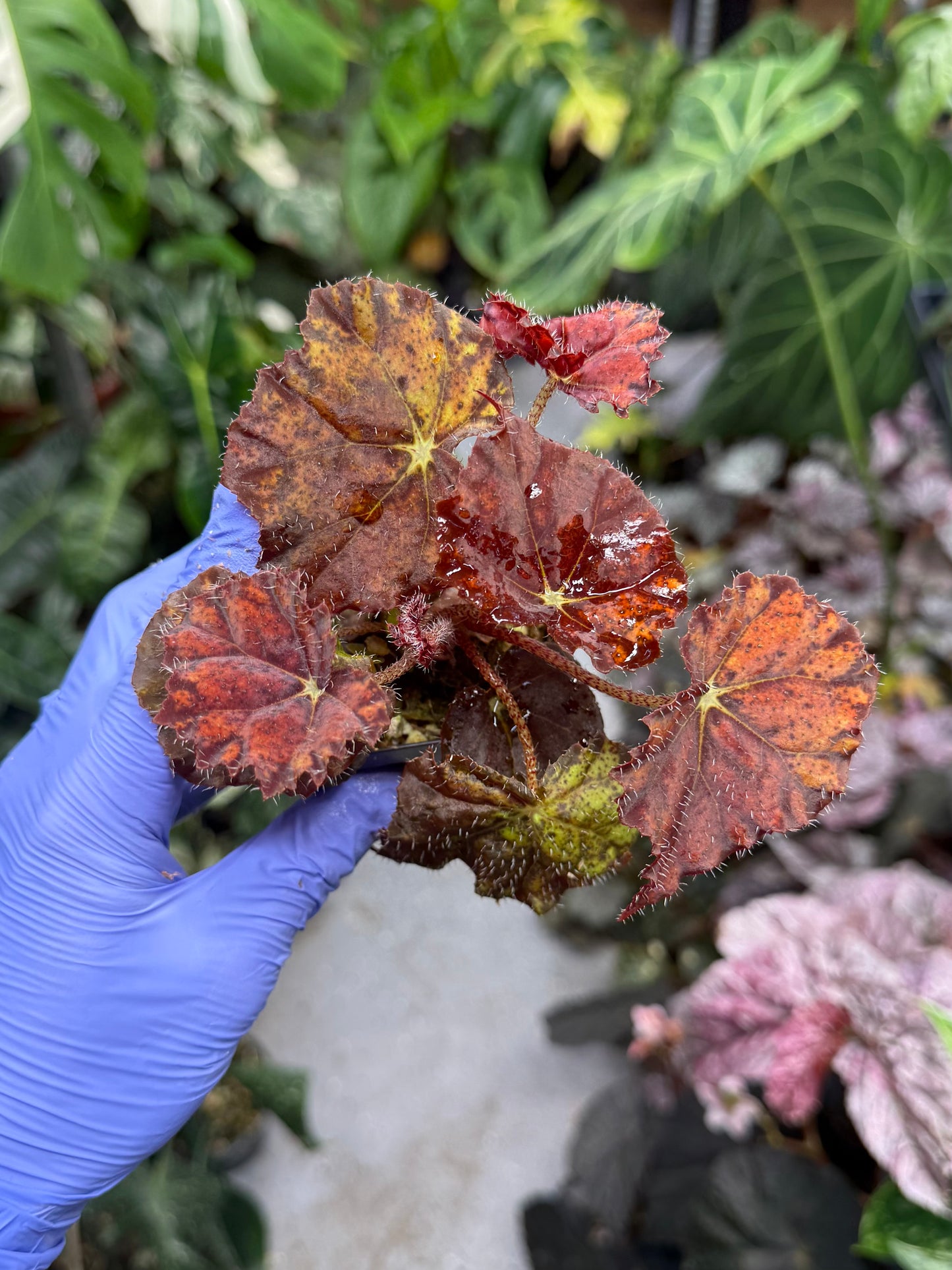 Begonia Fall Fashion