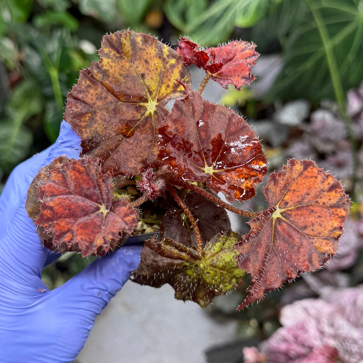 Begonia Fall Fashion