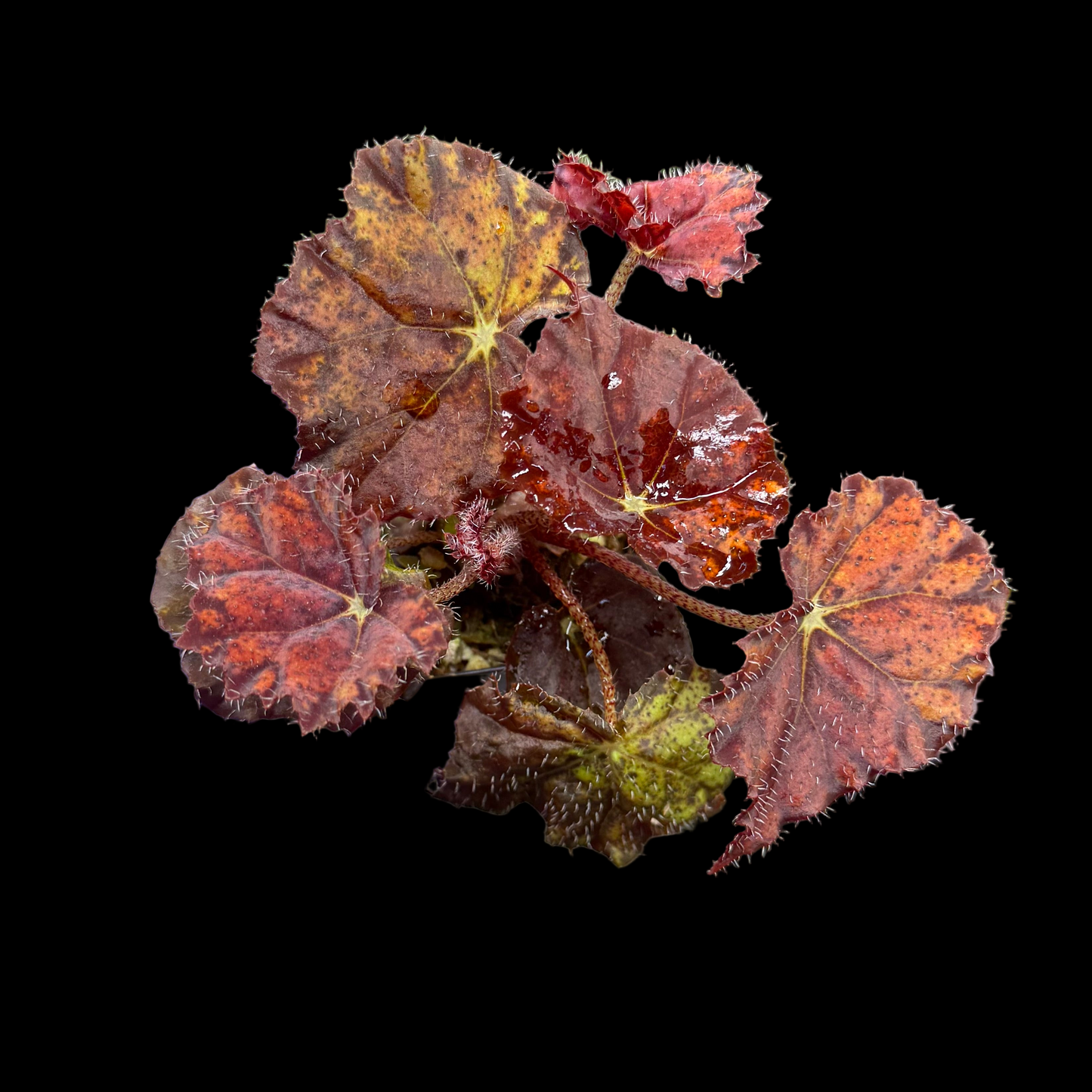 Begonia Fall Fashion begonia plant in pot