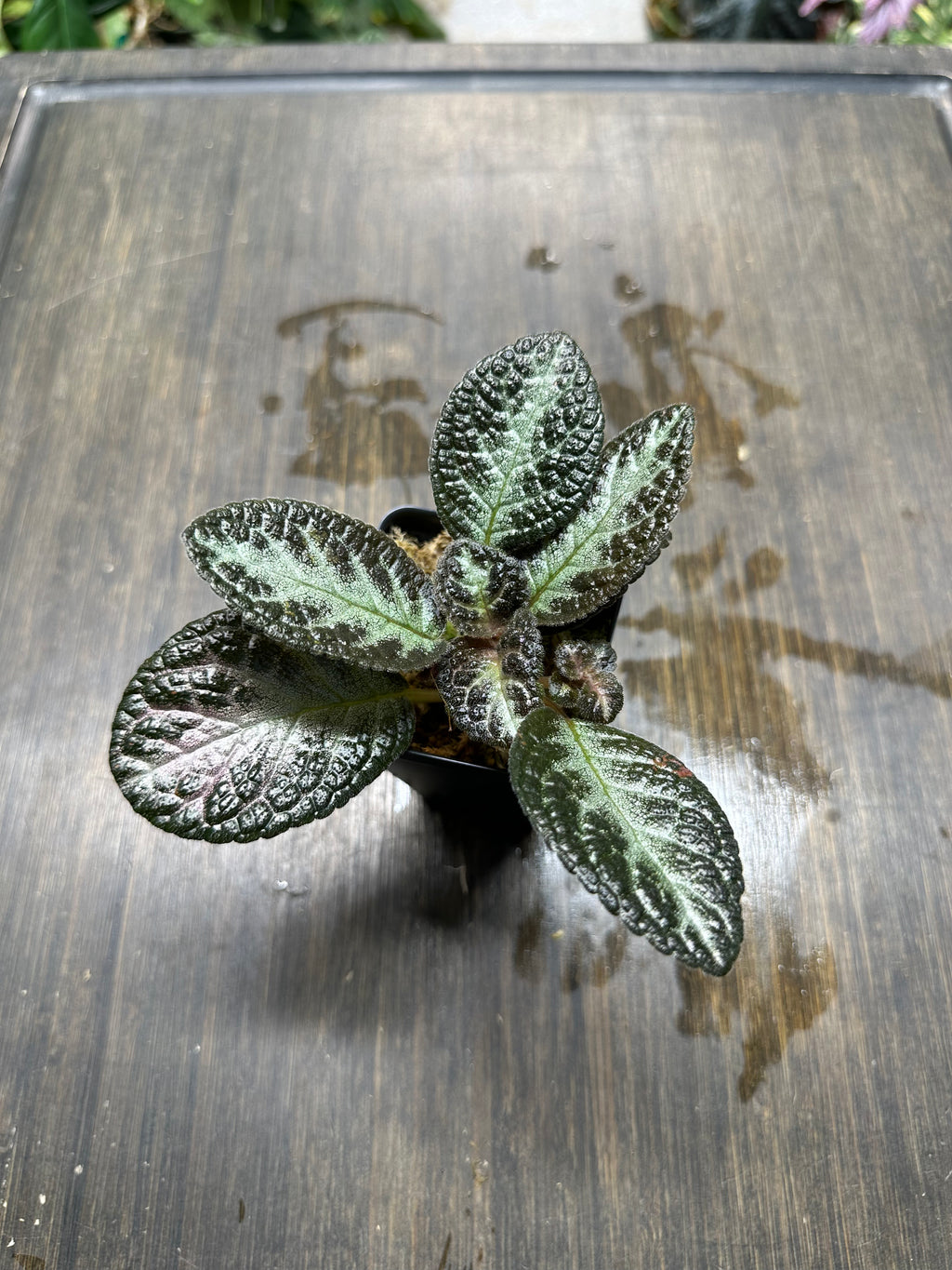 Episcia 'Chocolate Soldier'