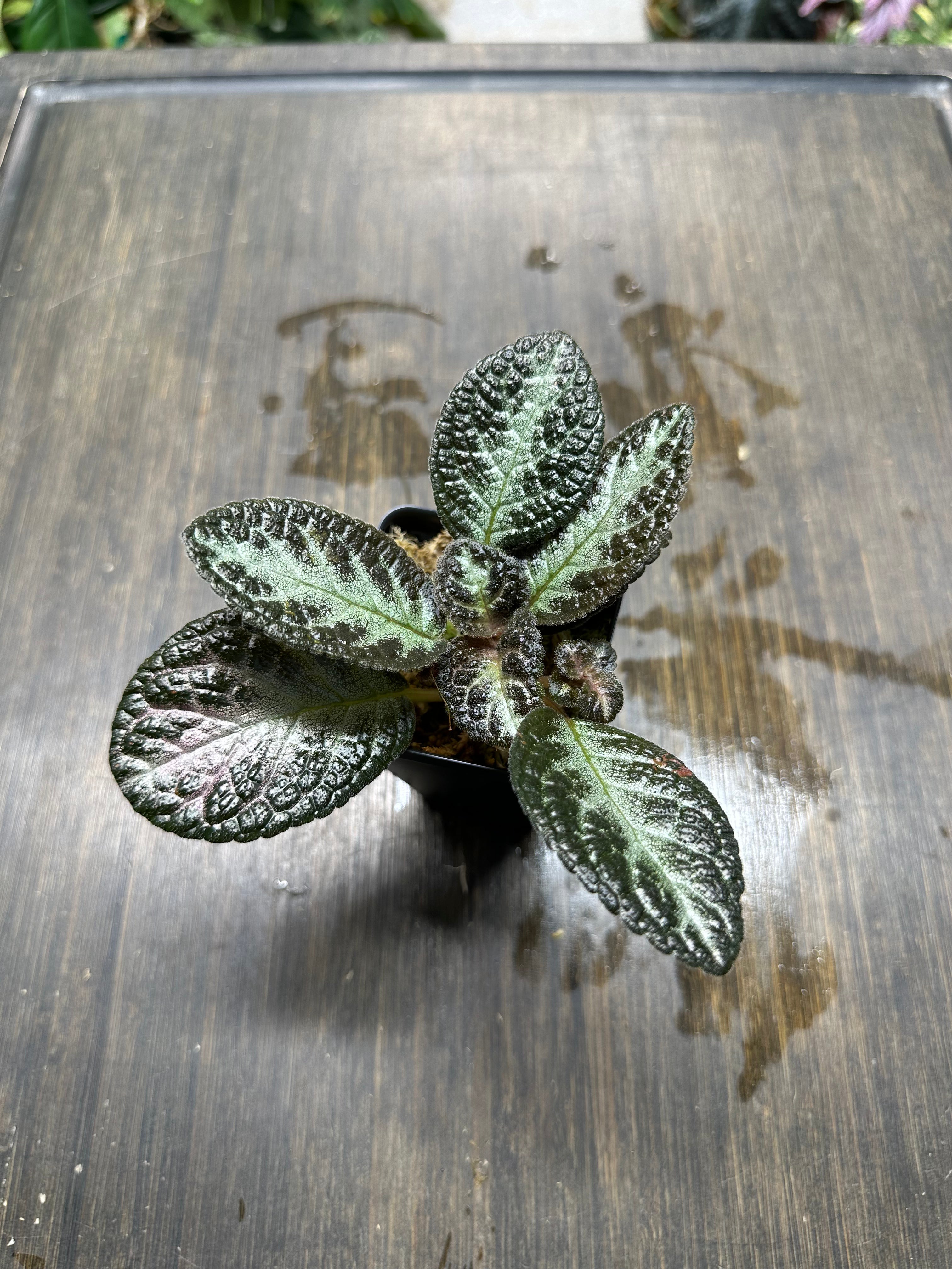 Episcia 'Chocolate Soldier'