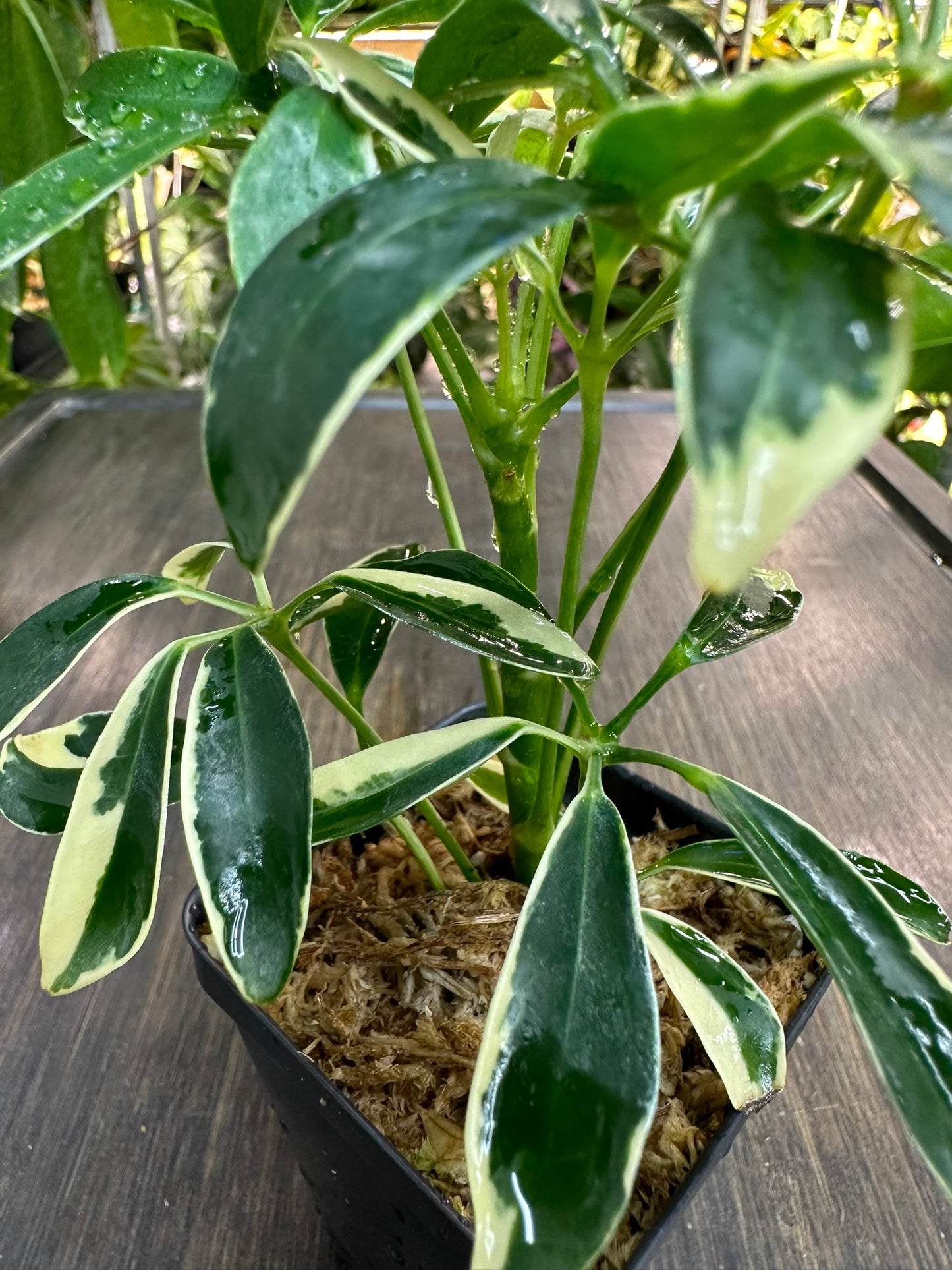 Schefflera Arboricola Variegata