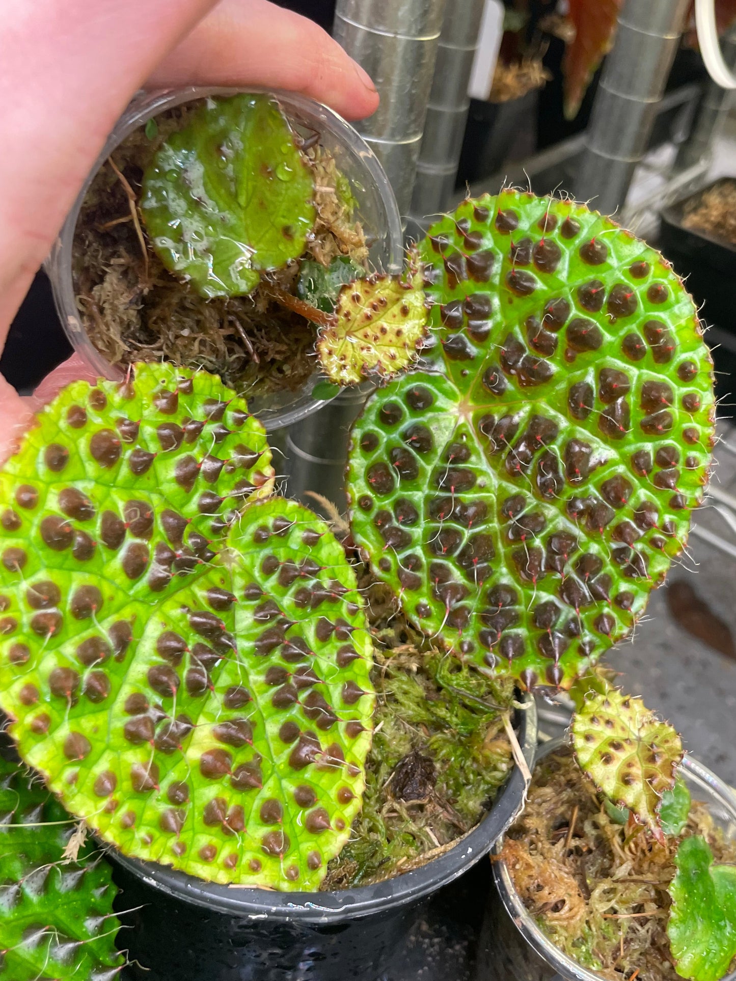 Begonia Melanobullata