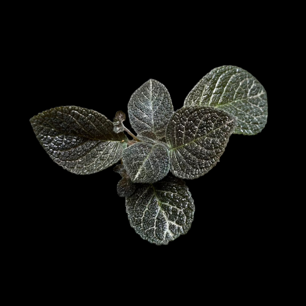Episcia 'Longwood Gardens'