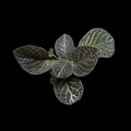 Episcia 'Longwood Gardens'