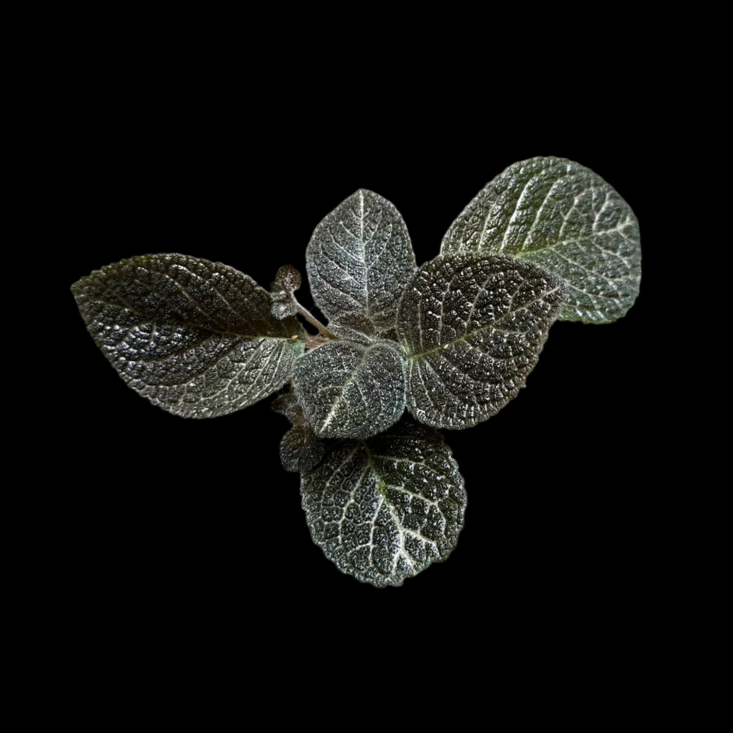 Episcia 'Longwood Gardens' Houseplant