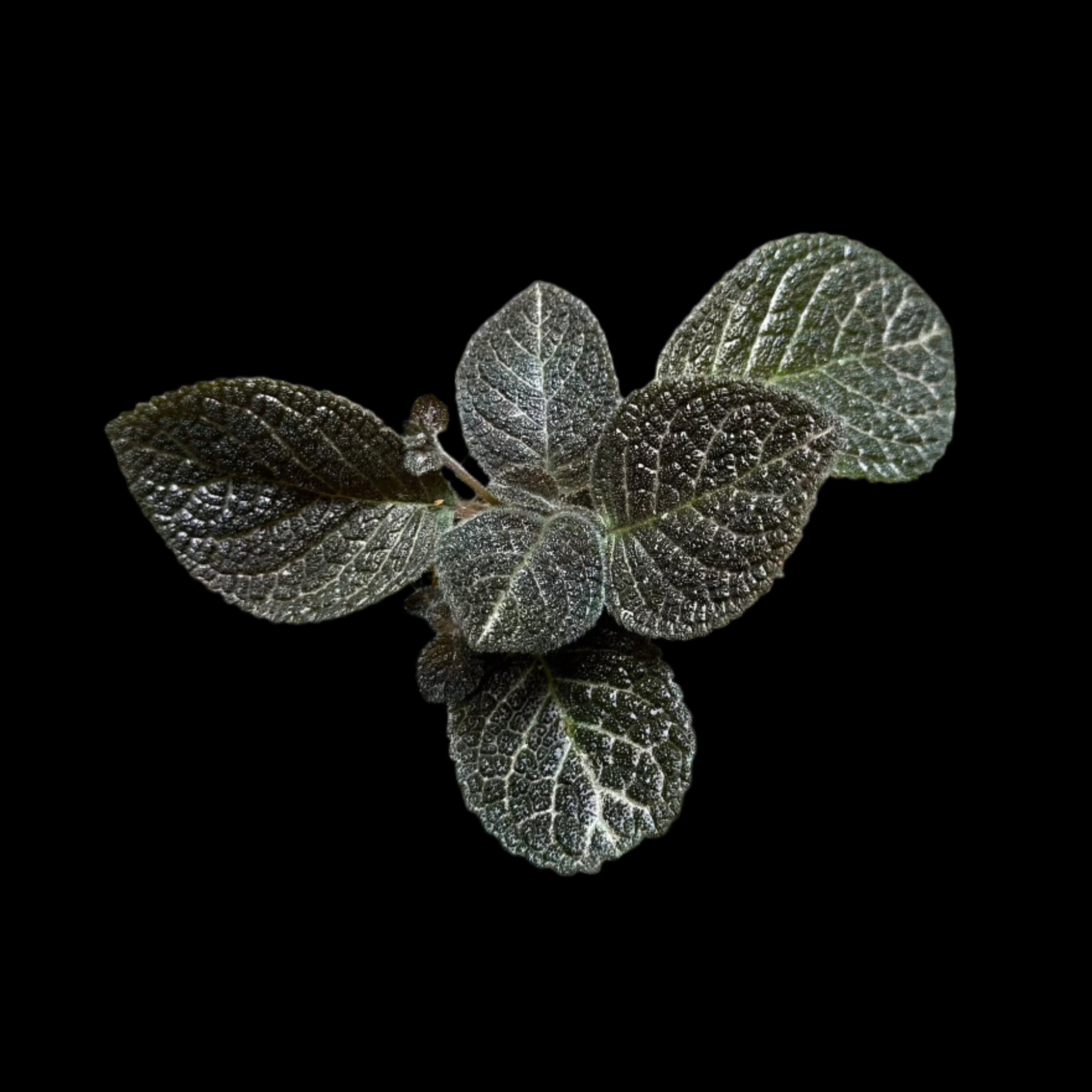 Episcia 'Longwood Gardens'