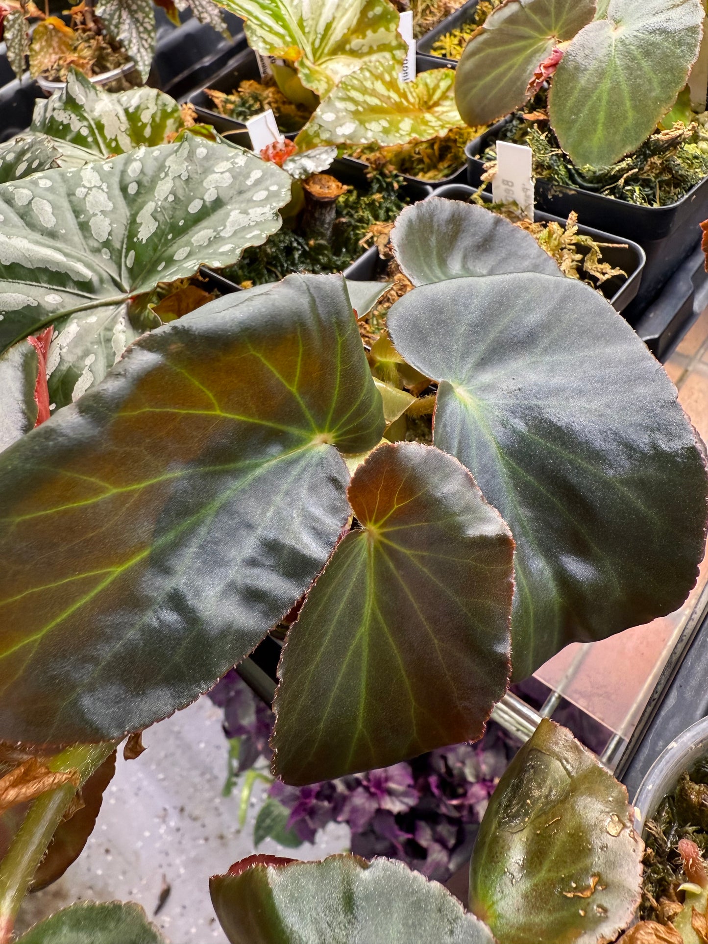 Begonia Panasoffkee