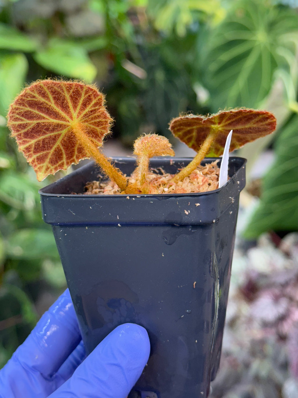 Begonia klemmei