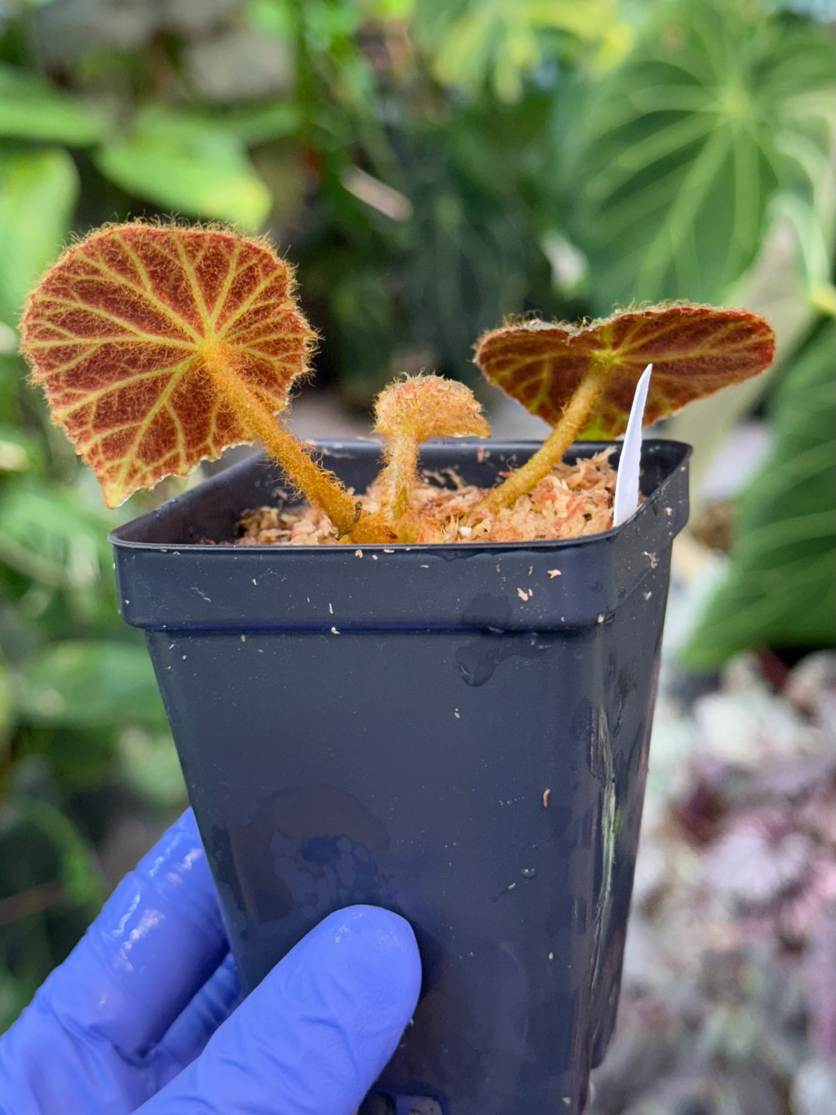 Begonia klemmei