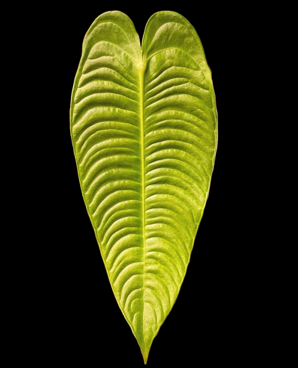 Anthurium Veitchii Small