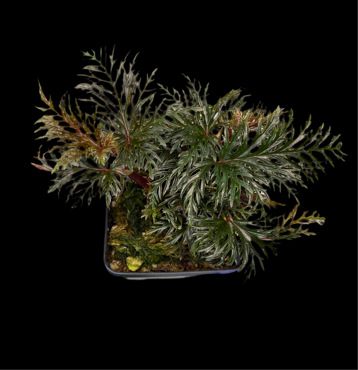 Begonia bipinnatifida