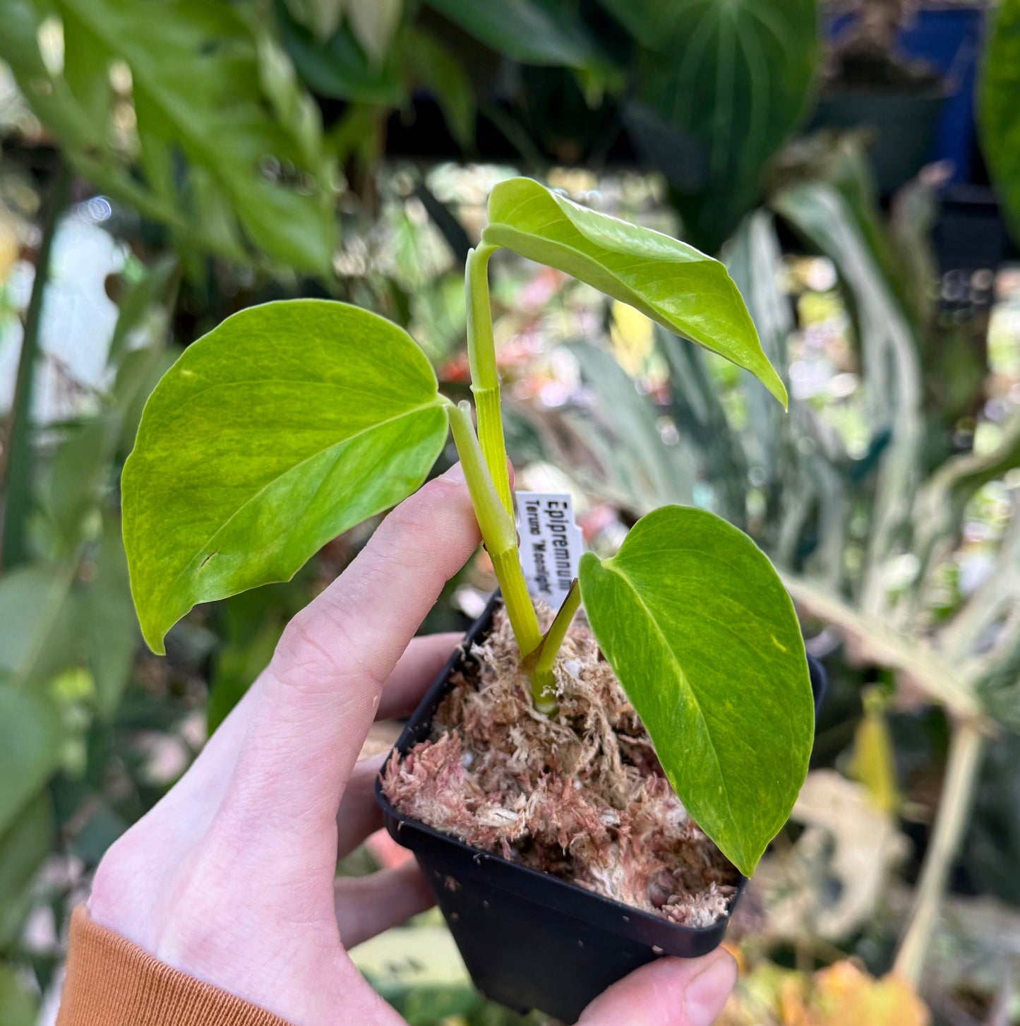 Epipremnum aureum Teruno 'Moonlight' #24
