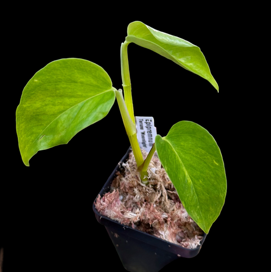 Epipremnum aureum Teruno 'Moonlight' #24