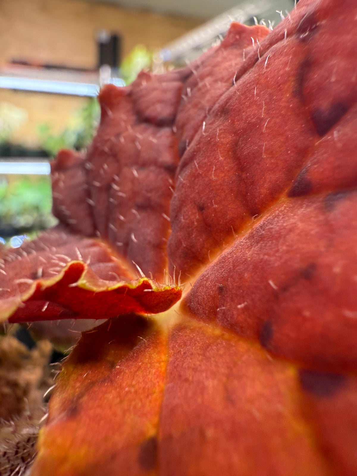 Begonia Autumn Ember