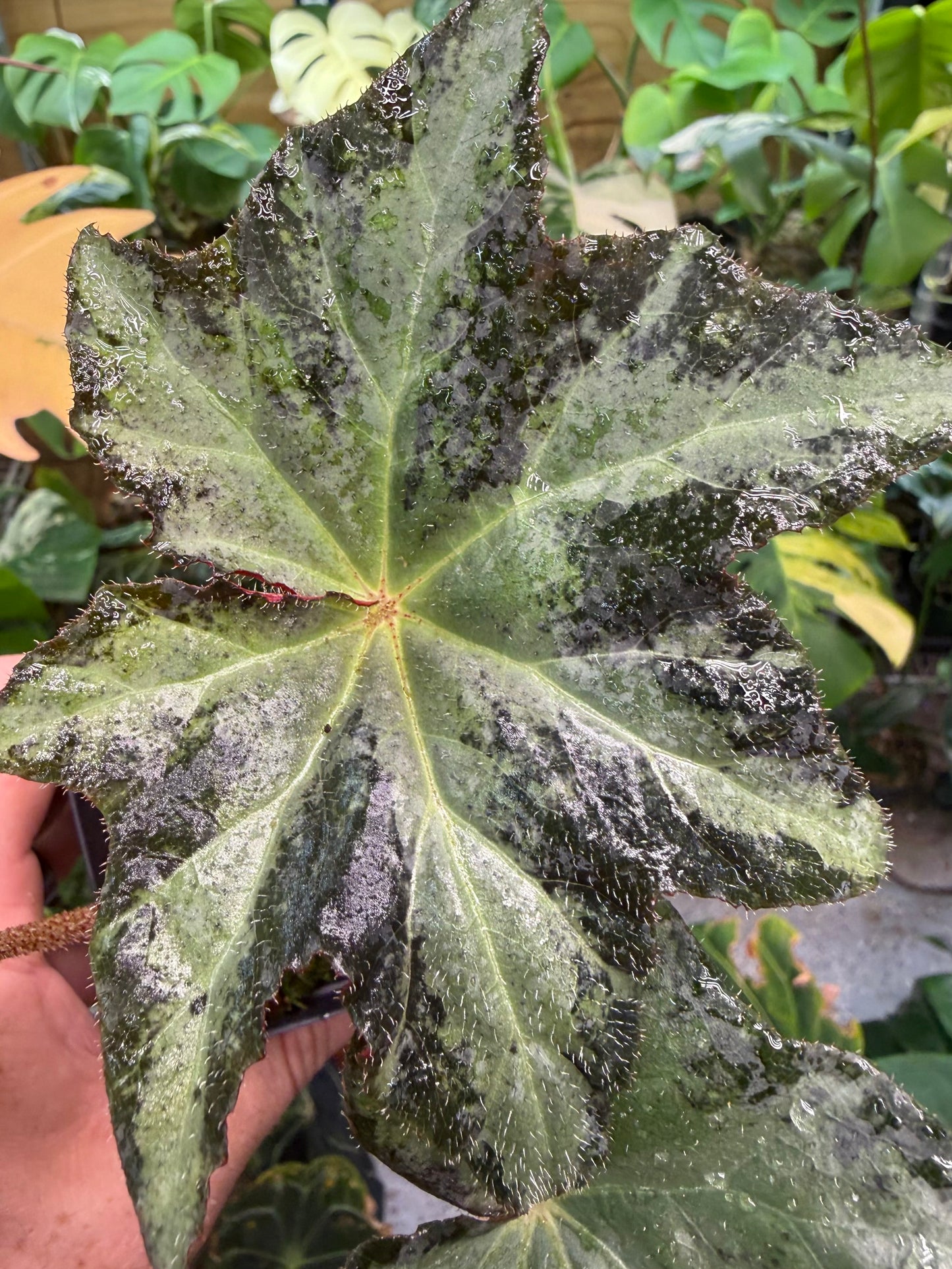 Begonia Gunmetal