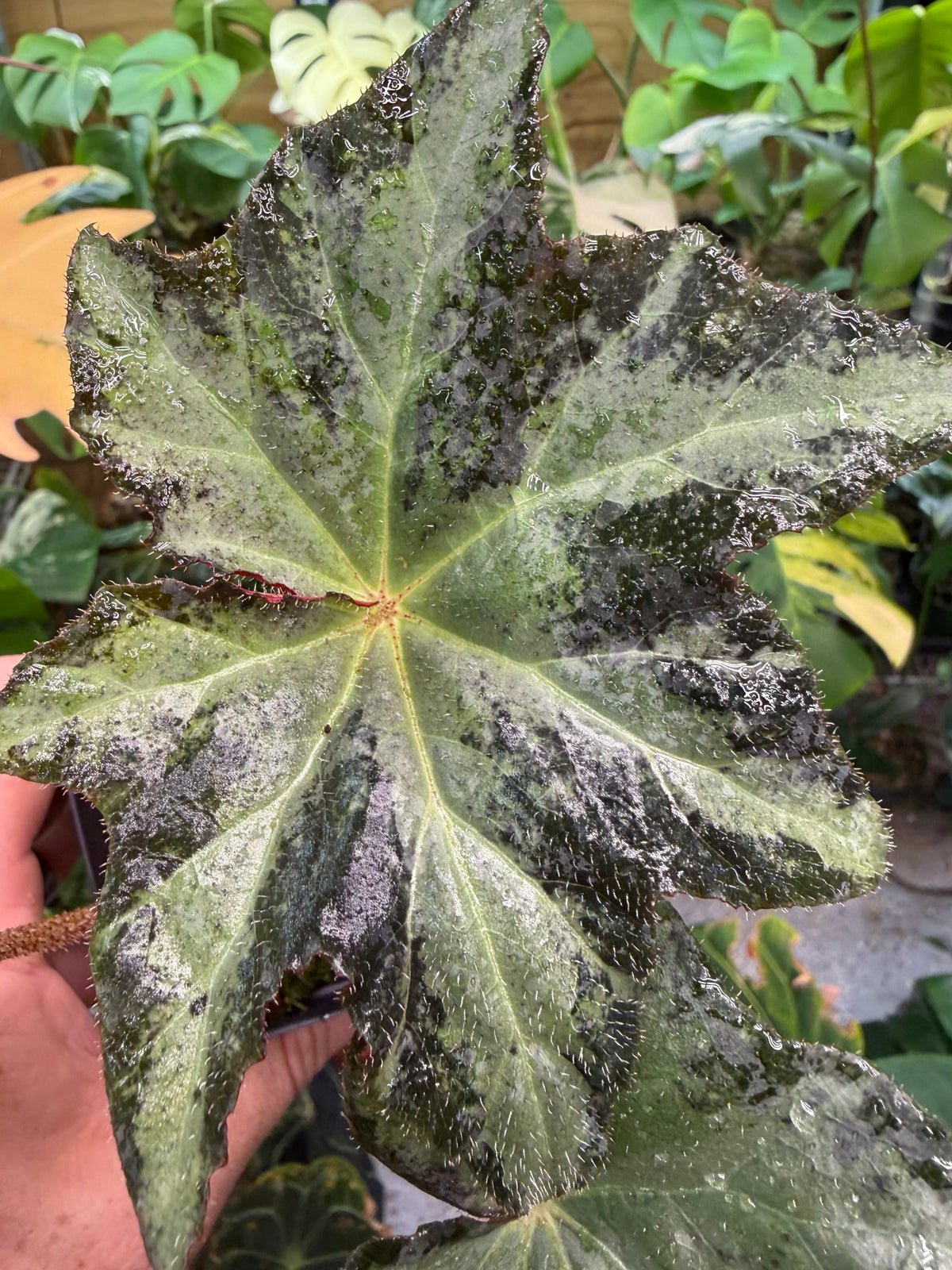 Begonia Gunmetal